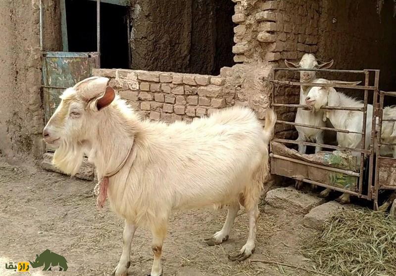 شگفت‌انگیز بُز جهان در ایران؛ فیلمی از «بُز نر» گردن کلفتی که روزانه یک لیوان شیر می‌دهد!
