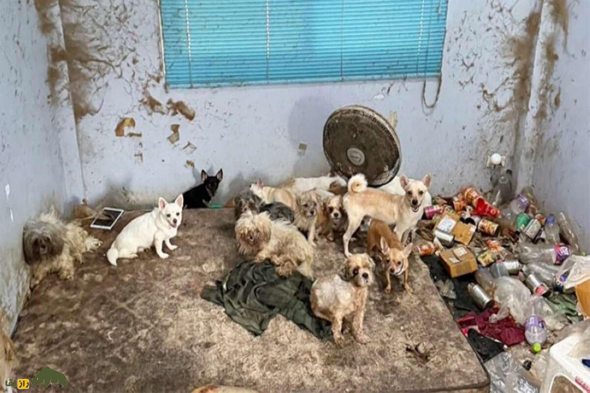 آیا حیوانات اهلی هم ممکن است به ادم خواری روی بیاورند؟ کشف راز‌های وحشتناک این پدیده نادر