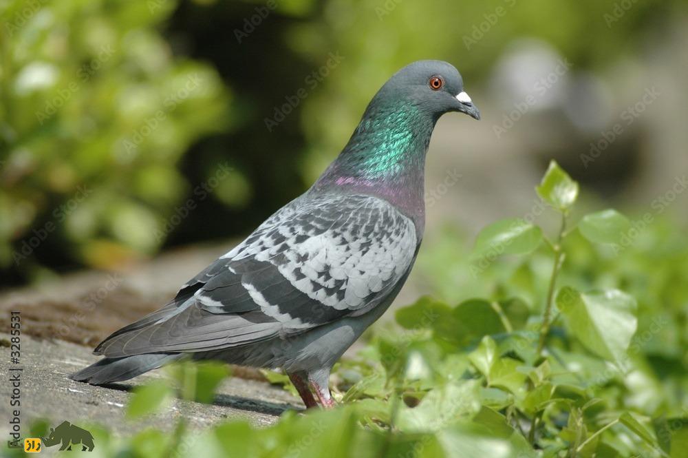 کبوتر پاستر