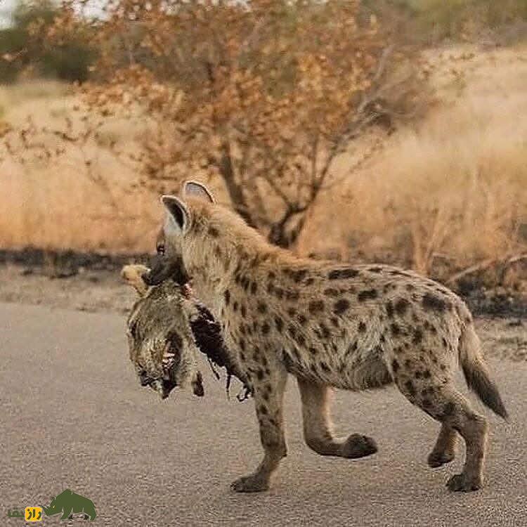 تصاویری تکان‌دهنده از نبرد شیر ماده با کفتارها؛ سر شیر جایزه کفتار برنده!