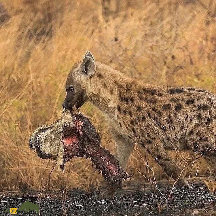 تصاویری تکان‌دهنده از نبرد شیر ماده با کفتارها؛ سر شیر جایزه کفتار برنده!