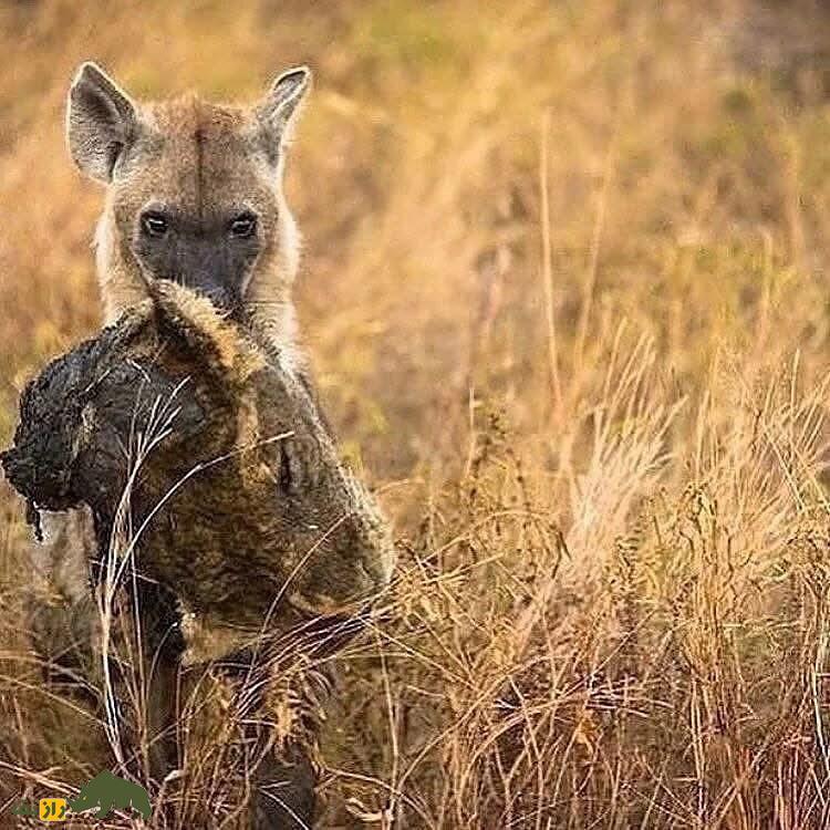 تصاویری تکان‌دهنده از نبرد شیر ماده با کفتارها؛ سر شیر جایزه کفتار برنده!