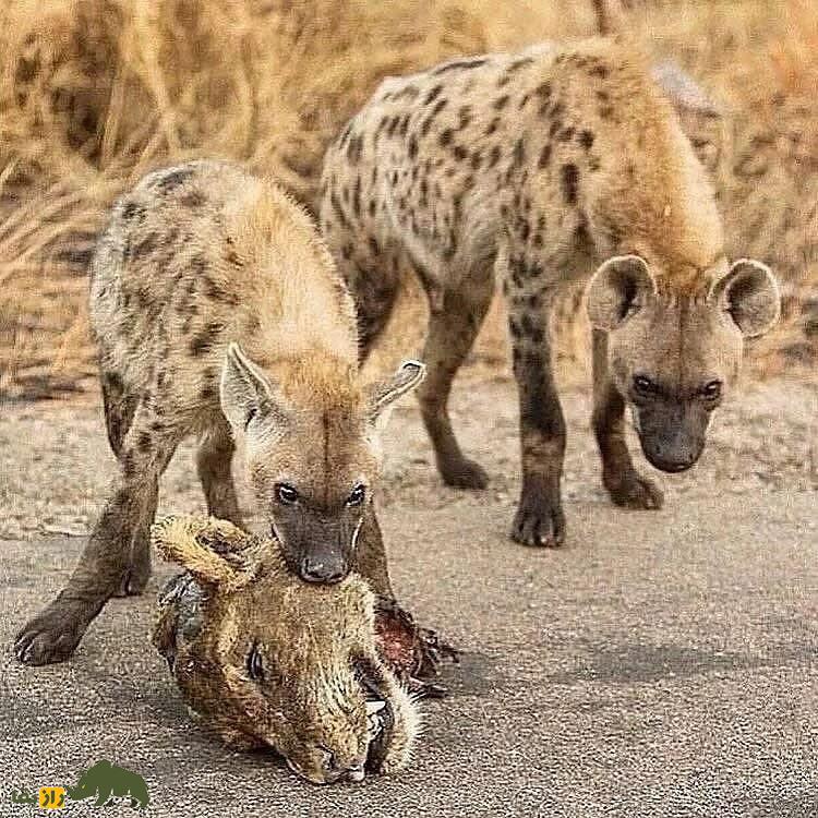 تصاویری تکان‌دهنده از نبرد شیر ماده با کفتارها؛ سر شیر جایزه کفتار برنده!