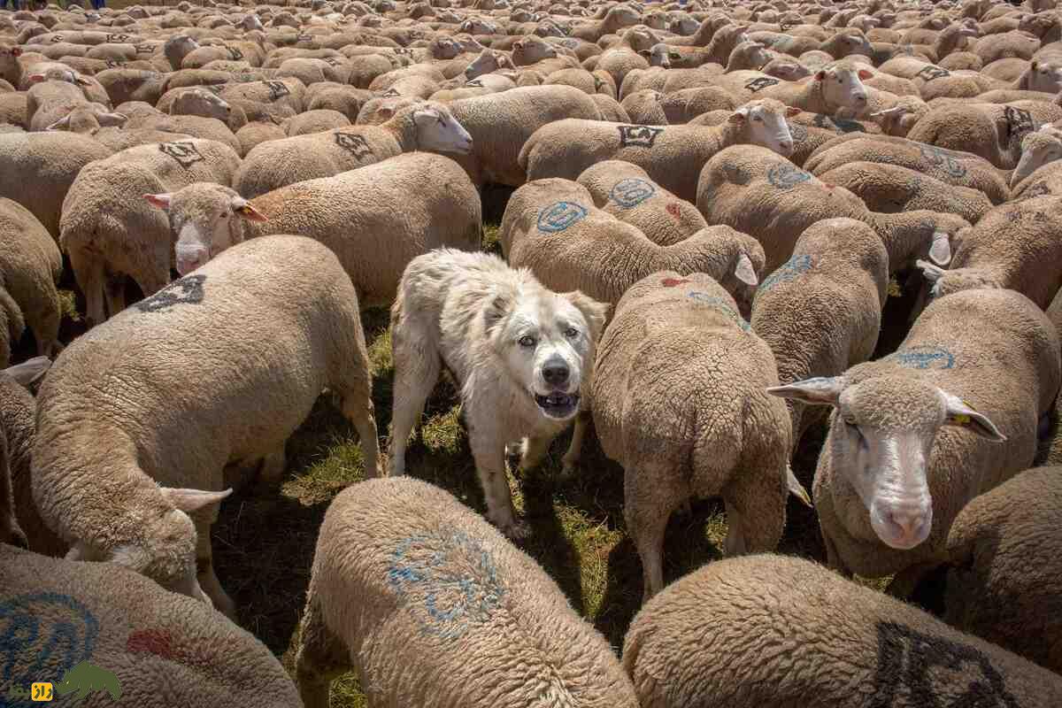 گوسفند هو