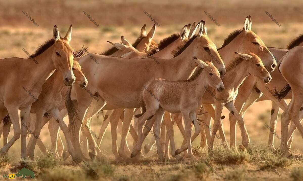 خر با چه حیواناتی جفتگیری میکند و نتیجه این جفتگیریها چیست؟ خولان