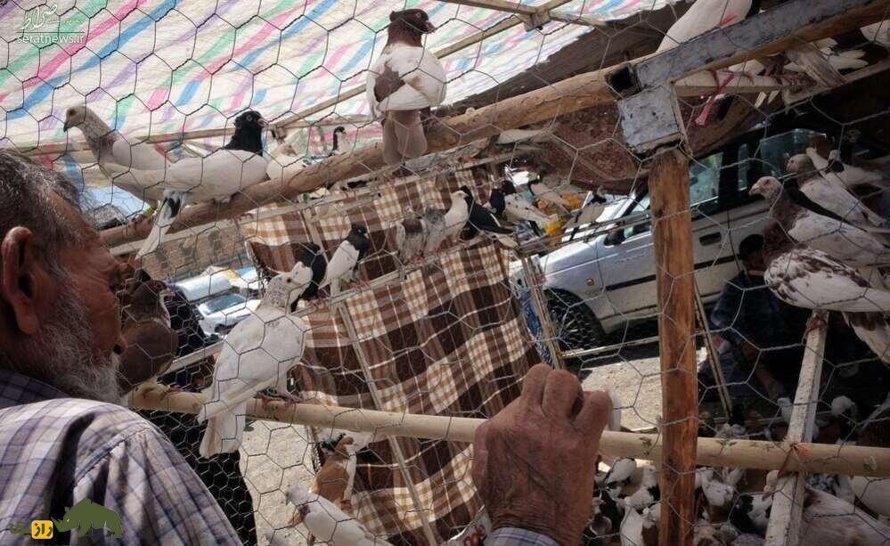 کبوتر در بازار پرنده فروشان تهران