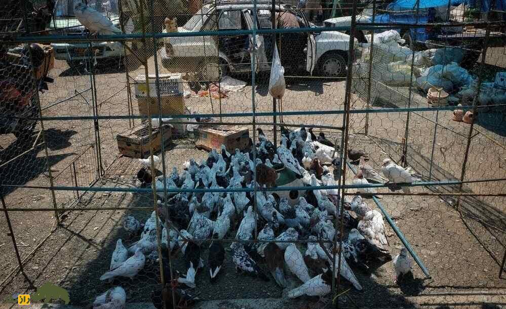 کبوتر در بازار پرنده فروشان