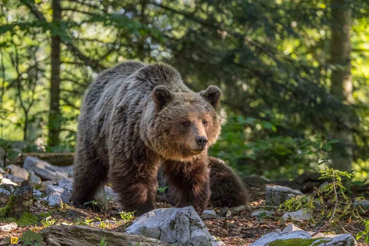 وزن خرسهای ایران | بررسی علمی گونهها و تفاوتهای وزنی وزن خرسهای ایران | بررسی علمی گونهها و تفاوتهای وزنی