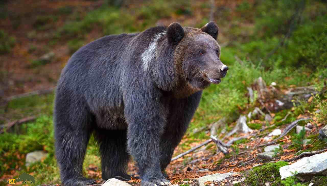 خرس سریال پایتخت از چه نژادیست و چند کیلو وزن دارد؟ خرس سریال پایتخت از چه نژادیست و چند کیلو وزن دارد؟