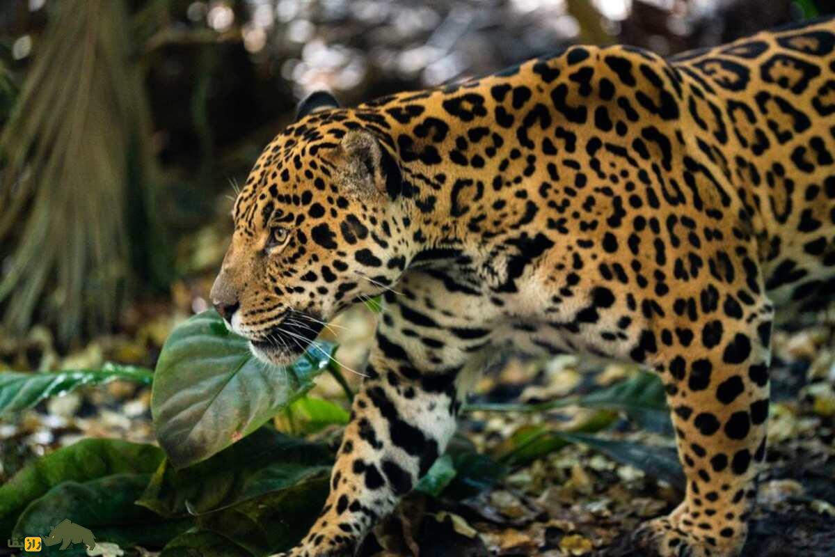 جگاپارد (Jagupard)؛ ترکیب نادری از جگوار و پلنگ جگاپارد (Jagupard)؛ ترکیب نادری از جگوار و پلنگ