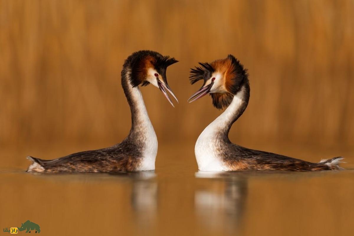 کشیم کاکلی بزرگ؛ پرنده‌ای با کاکل و ریش بلند که زیباترین رقص جفت‌گیری در بین پرندگان را دارد