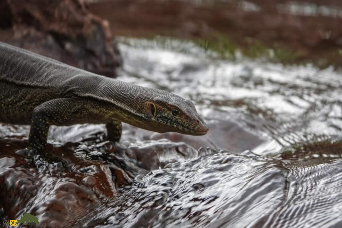 بزمجه مرتنز؛ اژدهای آبی استرالیا که با وزغهای مهاجم میجنگد و اکوسیستم را نجات میدهد بزمجه مرتنز؛ اژدهای آبی استرالیا که با وزغهای مهاجم میجنگد و اکوسیستم را نجات میدهد