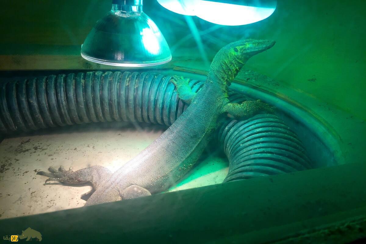 بزمجه مرتنز؛ اژدهای آبی استرالیا که با وزغهای مهاجم میجنگد و اکوسیستم را نجات میدهد بزمجه مرتنز؛ اژدهای آبی استرالیا که با وزغهای مهاجم میجنگد و اکوسیستم را نجات میدهد