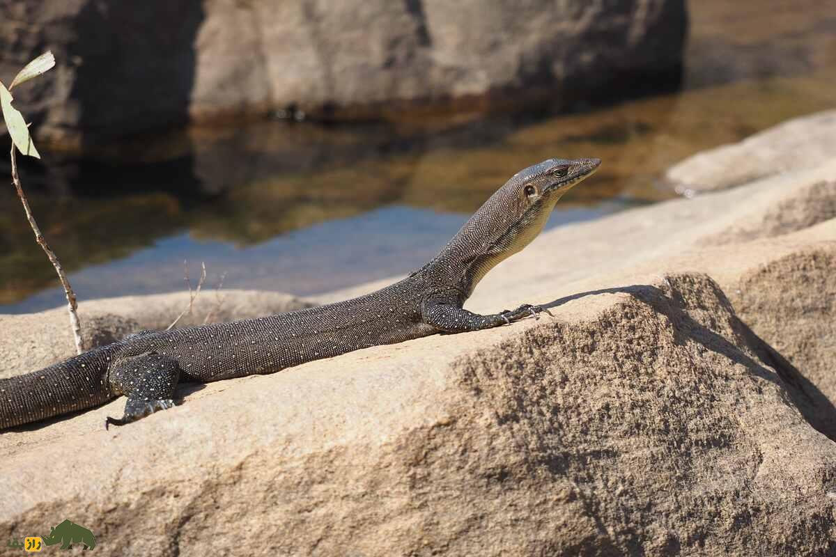 بزمجه مرتنز؛ اژدهای آبی استرالیا که با وزغهای مهاجم میجنگد و اکوسیستم را نجات میدهد بزمجه مرتنز؛ اژدهای آبی استرالیا که با وزغهای مهاجم میجنگد و اکوسیستم را نجات میدهد