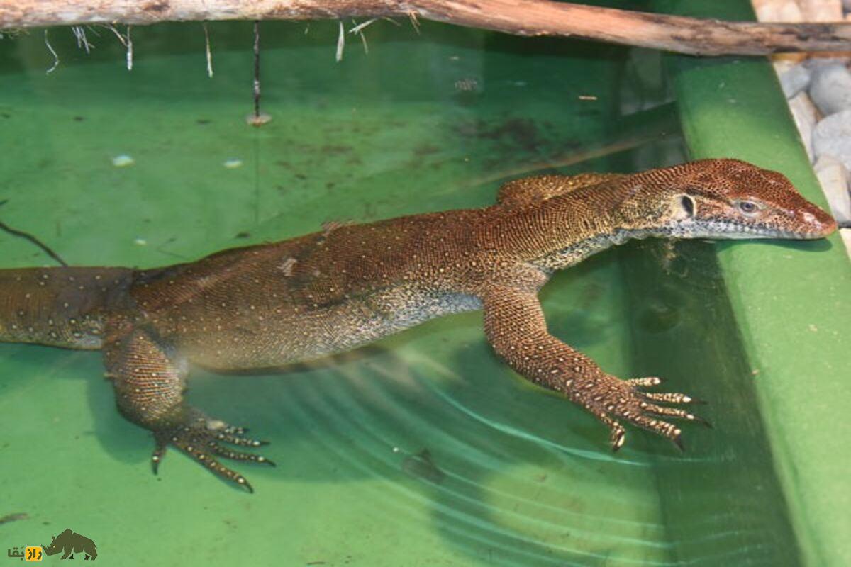 بزمجه مرتنز؛ اژدهای آبی استرالیا که با وزغهای مهاجم میجنگد و اکوسیستم را نجات میدهد بزمجه مرتنز؛ اژدهای آبی استرالیا که با وزغهای مهاجم میجنگد و اکوسیستم را نجات میدهد