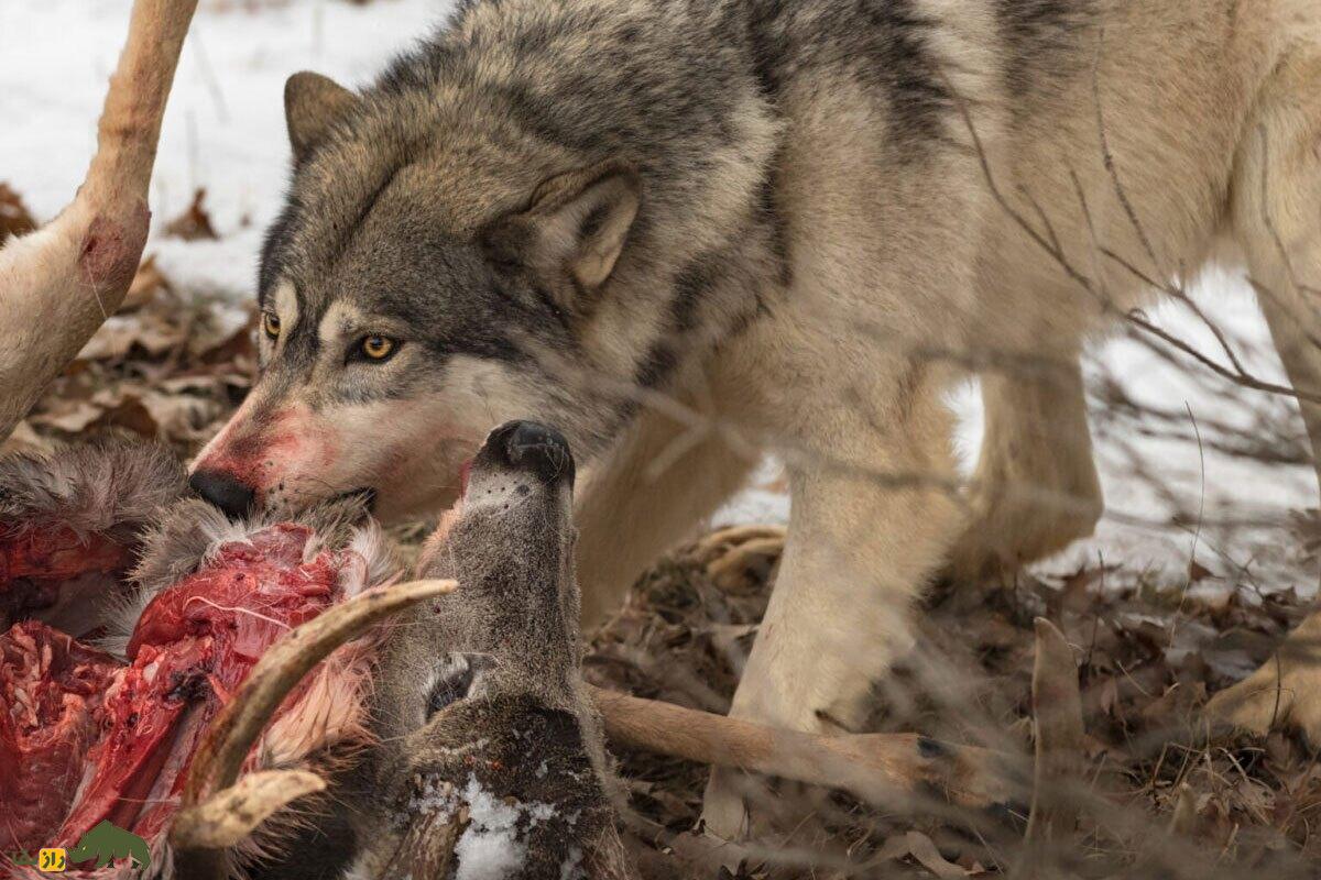 گرگ آدمخوار آبدانان؛ گرگی شبیه ببر با ۳ متر طول که فقط گوشت انسان میخورد و توسط «باباخان پوراحمدی» شکار شد گرگ آدمخوار آبدانان؛ گرگی شبیه ببر با ۳ متر طول که فقط گوشت انسان میخورد و توسط «باباخان پوراحمدی» شکار شد
