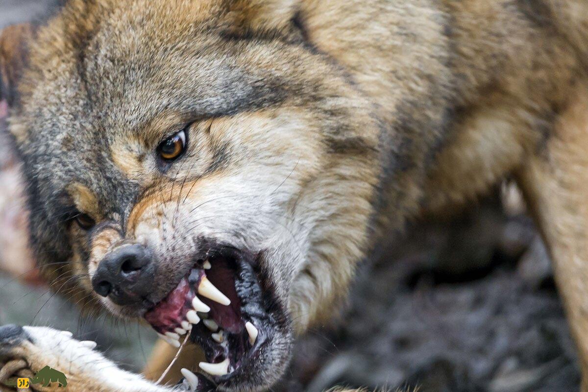 گرگ آدمخوار آبدانان؛ گرگی با ۳ متر طول که فقط گوشت انسان میخورد و توسط «باباخان پوراحمدی» شکار شد گرگ آدمخوار آبدانان