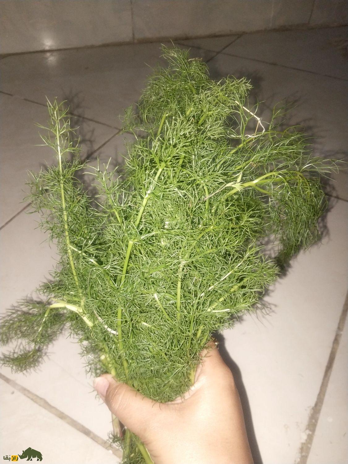 جاشیر
