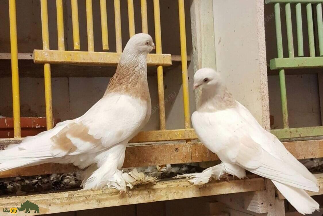 کبوتر آگاران