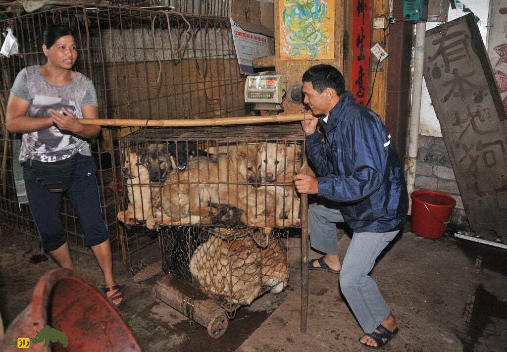 جشنواره گوشت سگ و کشتار وحشیانه سگها؛ سنت ترسناک چینیها برای کسب شانس جشنواره گوشت سگ و کشتار وحشیانه سگها
