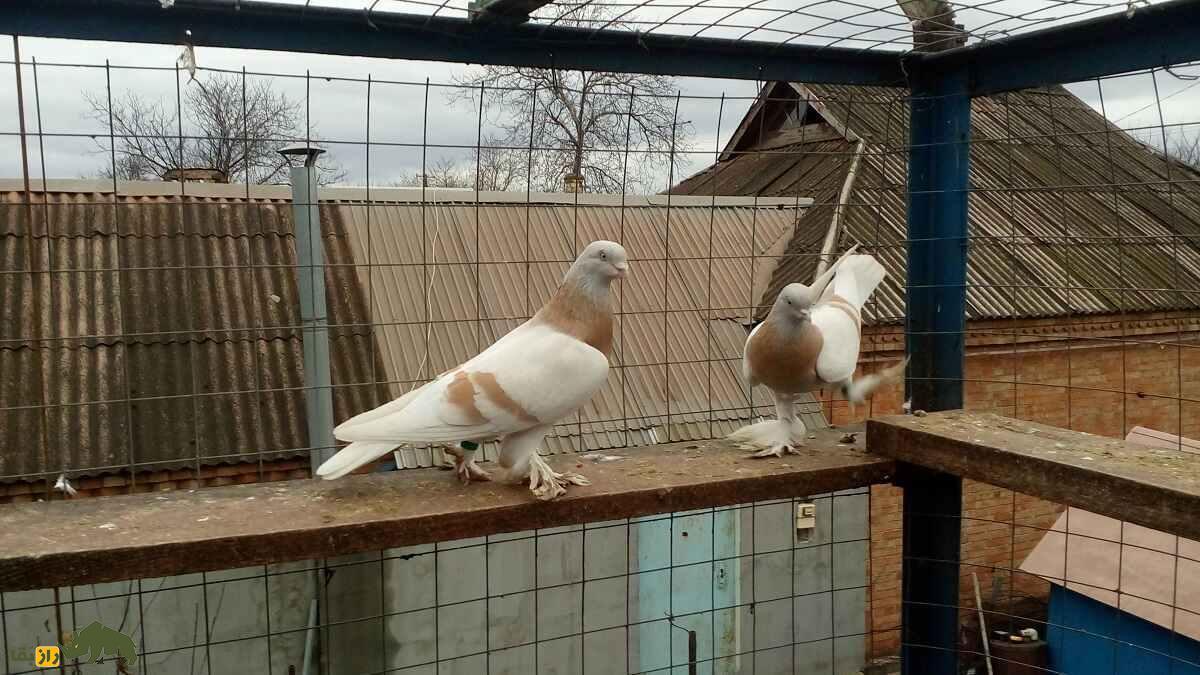 کبوتر آغاران