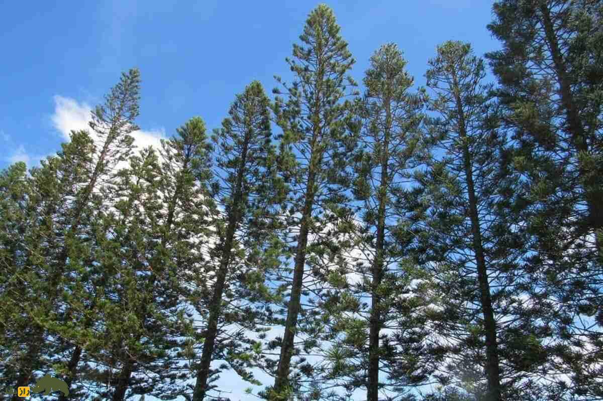 کاج کوک؛ درختی باشکوه با انحرافی رازآلود به سمت استوا و میراثی از دوران دایناسورها کاج کوک؛ درختی باشکوه با انحرافی رازآلود به سمت استوا و میراثی از دوران دایناسورها