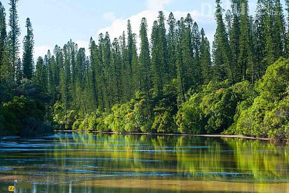 کاج کوک؛ درختی باشکوه با انحرافی رازآلود به سمت استوا و میراثی از دوران دایناسورها کاج کوک؛ درختی باشکوه با انحرافی رازآلود به سمت استوا و میراثی از دوران دایناسورها