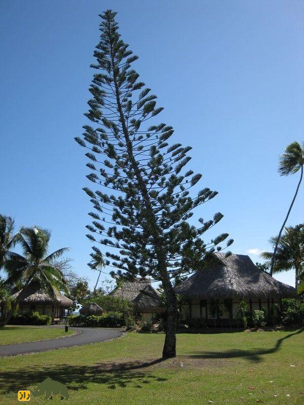 کاج کوک؛ درختی باشکوه با انحرافی رازآلود به سمت استوا و میراثی از دوران دایناسورها کاج کوک؛ درختی باشکوه با انحرافی رازآلود به سمت استوا و میراثی از دوران دایناسورها