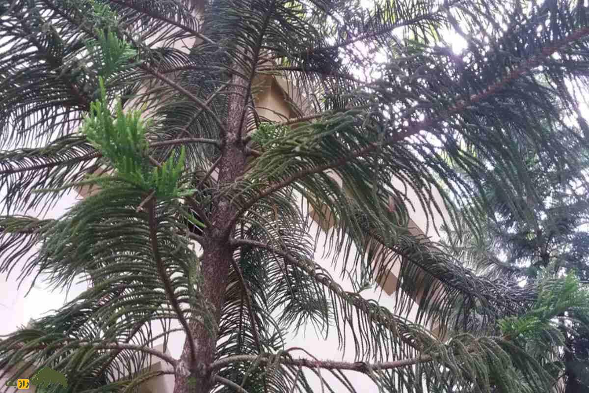 کاج کوک؛ درختی باشکوه با انحرافی رازآلود به سمت استوا و میراثی از دوران دایناسورها کاج کوک؛ درختی باشکوه با انحرافی رازآلود به سمت استوا و میراثی از دوران دایناسورها