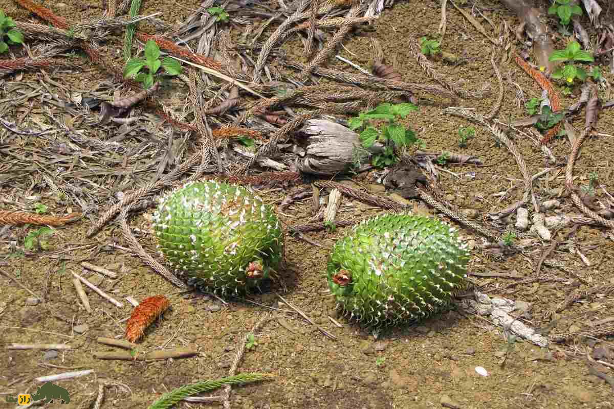 کاج کوک؛ درختی باشکوه با انحرافی رازآلود به سمت استوا و میراثی از دوران دایناسورها کاج کوک؛ درختی باشکوه با انحرافی رازآلود به سمت استوا و میراثی از دوران دایناسورها