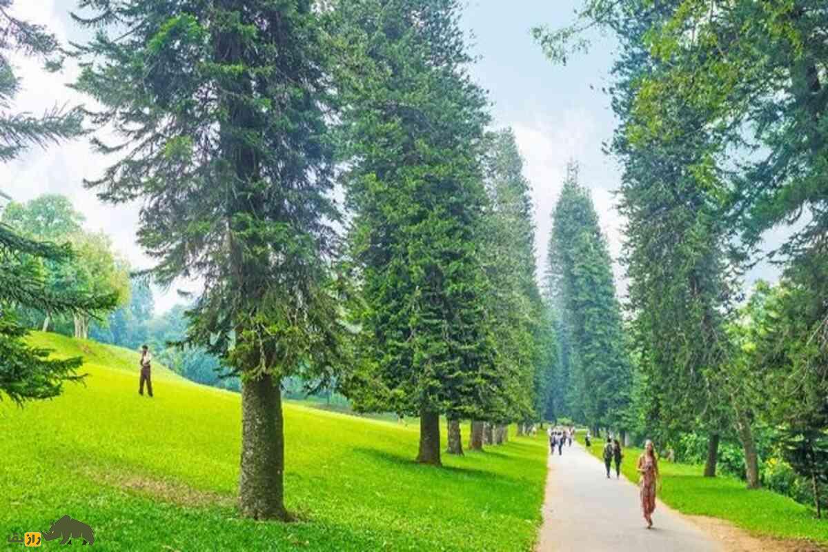 کاج کوک؛ درختی باشکوه با انحرافی رازآلود به سمت استوا و میراثی از دوران دایناسورها کاج کوک؛ درختی باشکوه با انحرافی رازآلود به سمت استوا و میراثی از دوران دایناسورها