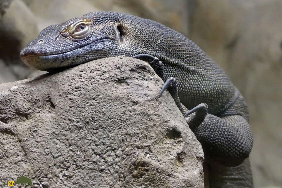 بزمجه مرتنز؛ اژدهای آبی استرالیا و ترسناکترین بزمجه جهان که شبیه موجودات ماقبل تاریخ است