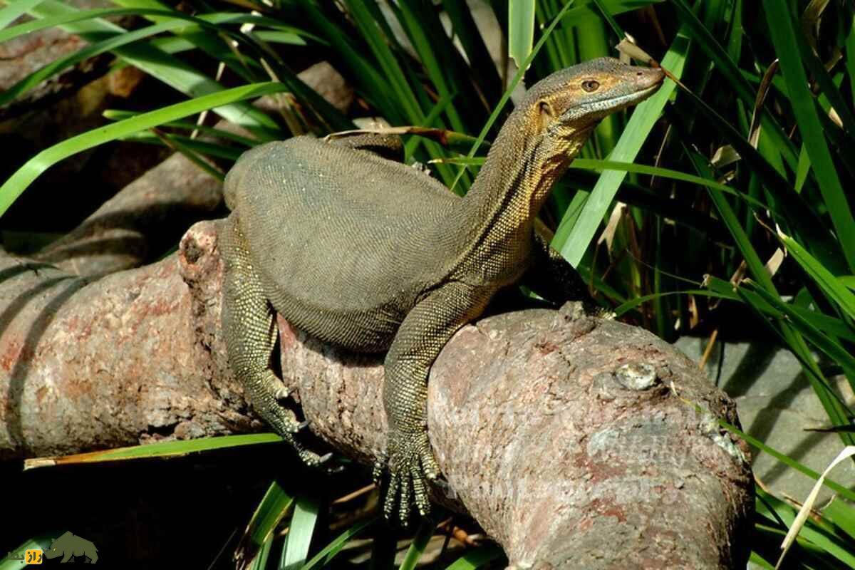 بزمجه مرتنز؛ اژدهای آبی استرالیا و ترسناکترین بزمجه جهان که شبیه موجودات ماقبل تاریخ است بزمجه مرتنز