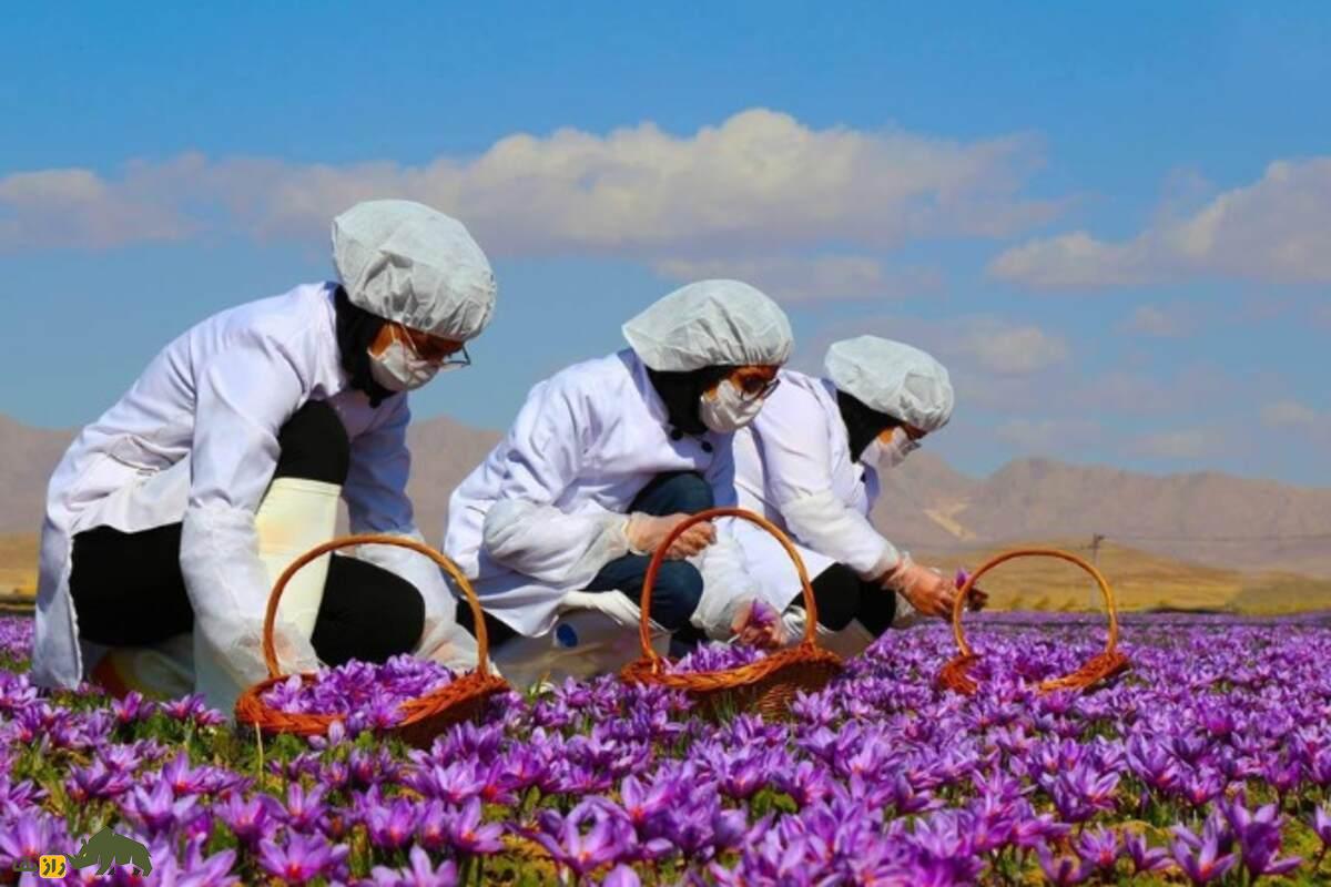 خارپشت هندی؛ تهدید جدید برای سومین تولیدکننده زعفران جهان بعد از ایران و افغانستان خارپشت هندی؛ تهدید جدید برای سومین تولیدکننده زعفران جهان بعد از ایران و افغانستان