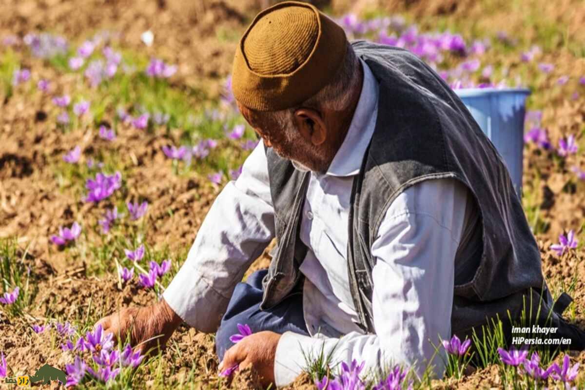 خارپشت هندی؛ تهدید جدید برای سومین تولیدکننده زعفران جهان بعد از ایران و افغانستان خارپشت هندی؛ تهدید جدید برای سومین تولیدکننده زعفران جهان بعد از ایران و افغانستان