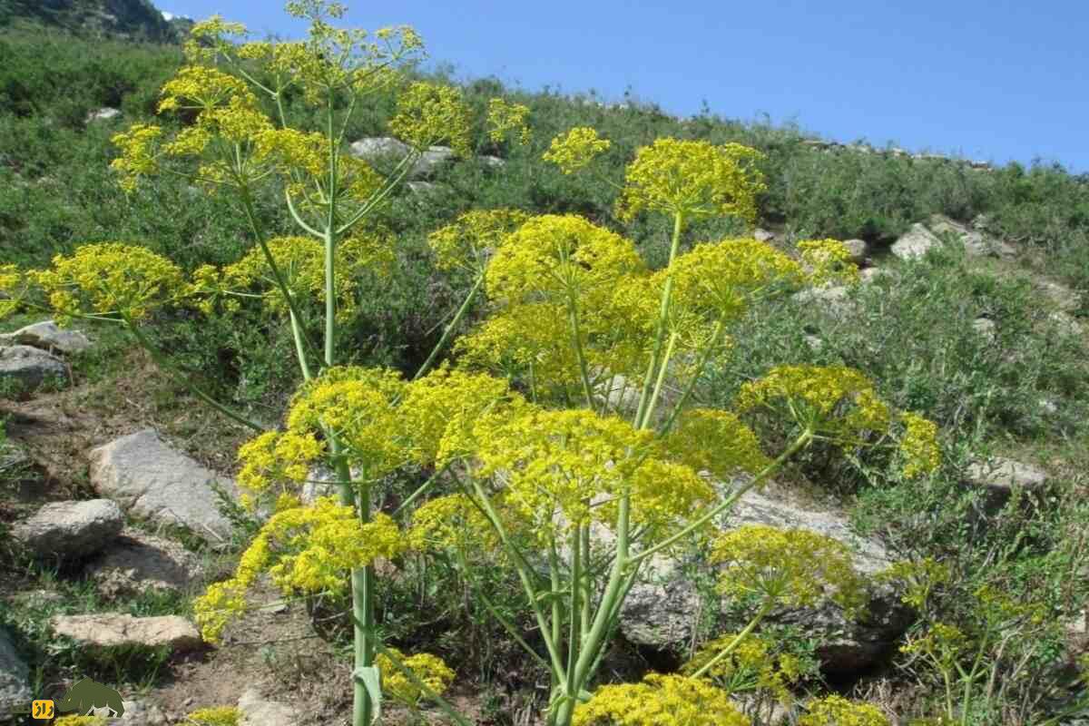 آنغوزه؛ گیاهی ارزشمند با خواص دارویی و خطرات برداشت غیرمجاز در ایران که قانونگذاری شده است آنغوزه؛ گیاهی ارزشمند با خواص دارویی و خطرات برداشت غیرمجاز در ایران که قانونگذاری شده است