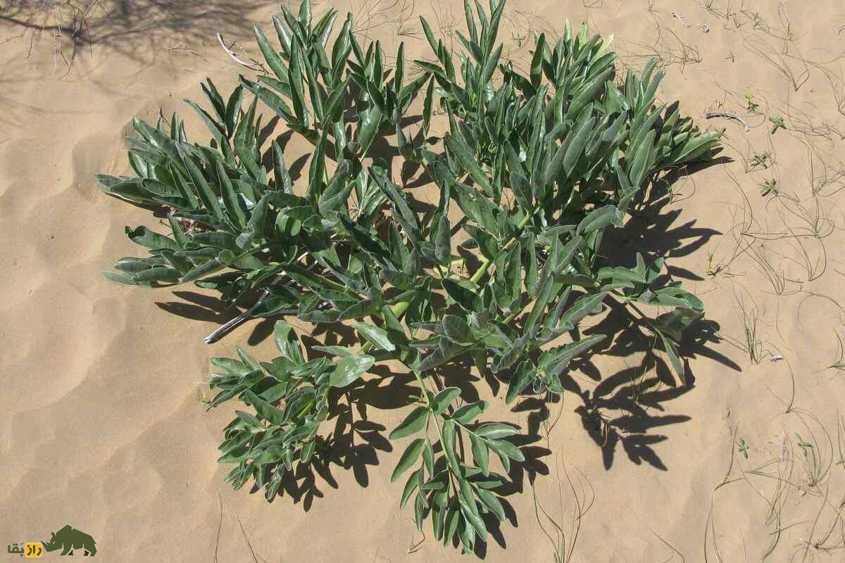 آنغوزه؛ گیاهی ارزشمند با خواص دارویی و خطرات برداشت غیرمجاز در ایران که قانونگذاری شده است آنغوزه؛ گیاهی ارزشمند با خواص دارویی و خطرات برداشت غیرمجاز در ایران که قانونگذاری شده است