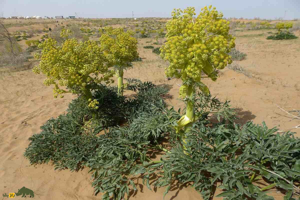 آنغوزه؛ گیاهی ارزشمند با خواص دارویی و خطرات برداشت غیرمجاز در ایران که قانونگذاری شده است آنغوزه؛ گیاهی ارزشمند با خواص دارویی و خطرات برداشت غیرمجاز در ایران که قانونگذاری شده است