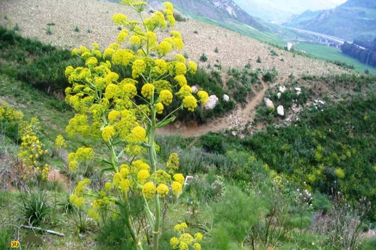 آنغوزه؛ گیاهی ارزشمند با خواص دارویی و خطرات برداشت غیرمجاز در ایران که قانونگذاری شده است آنغوزه؛ گیاهی ارزشمند با خواص دارویی و خطرات برداشت غیرمجاز در ایران که قانونگذاری شده است