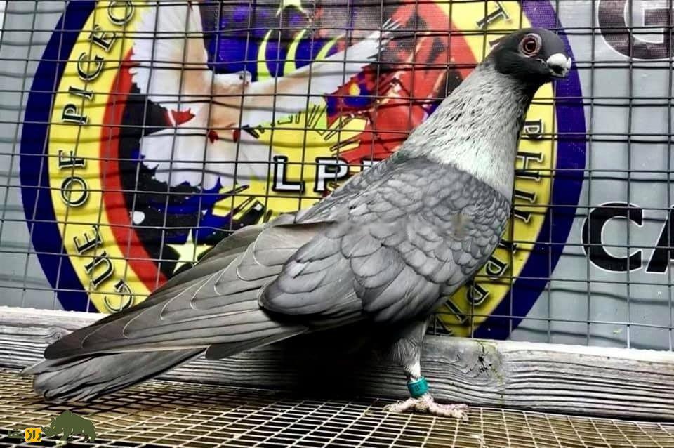 کبوتر اوتاتی