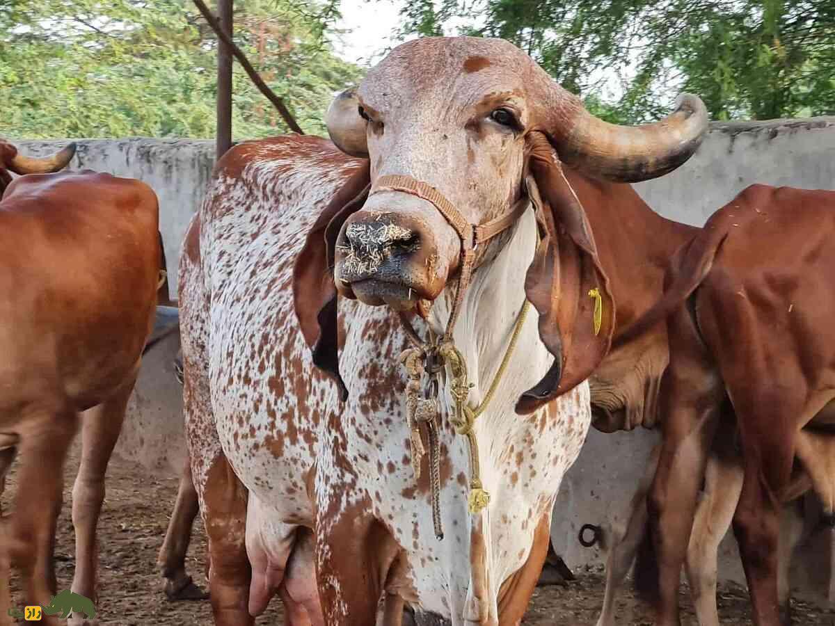 گاو جیر