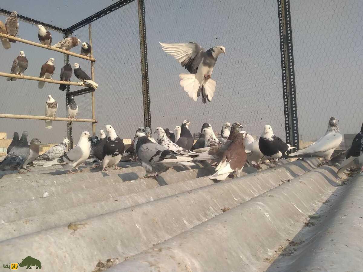 کبوتر دولابی