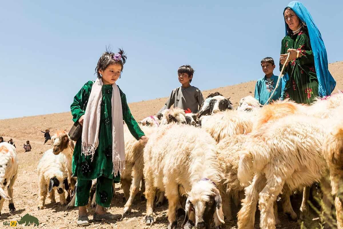 گوسفند هزارگی؛ گوسفند معروف قوم هزاره افغانستان که فرش این کشور را جهانی کرد گوسفند هزارگی