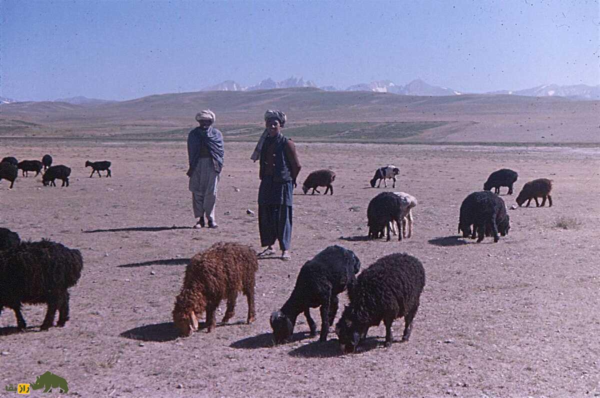 گوسفند هزارگی؛ گوسفند معروف قوم هزاره افغانستان که فرش این کشور را جهانی کرد گوسفند هزارگی