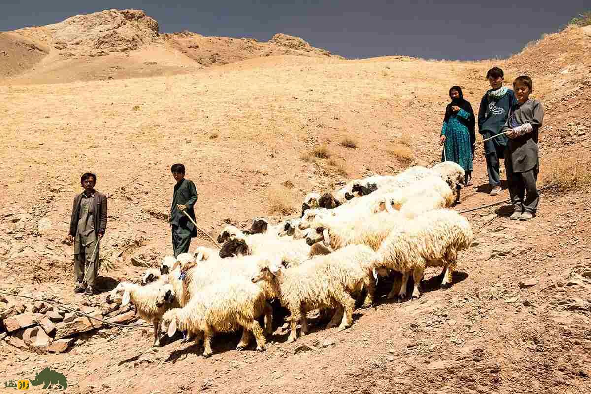 گوسفند هزارگی؛ گوسفند معروف قوم هزاره افغانستان که فرش این کشور را جهانی کرد گوسفند هزارگی
