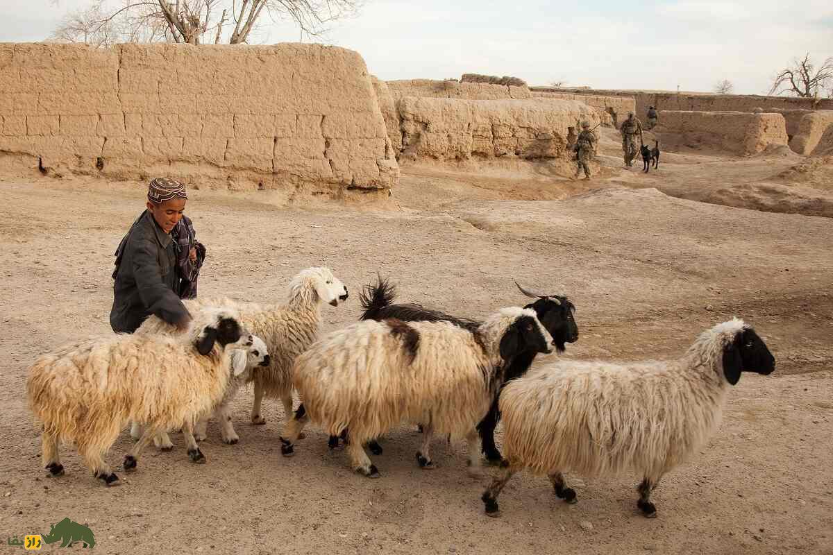 گوسفند هزارگی؛ گوسفند معروف قوم هزاره افغانستان که فرش این کشور را جهانی کرد گوسفند هزارگی