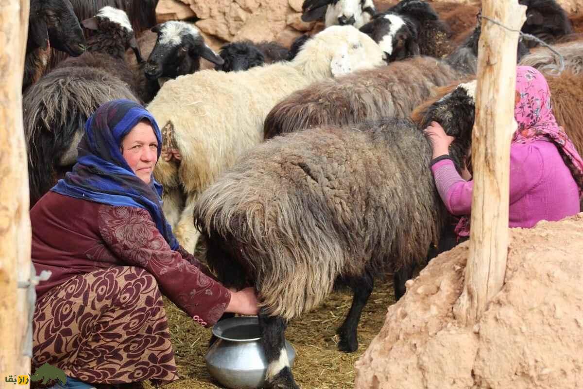 گوسفند هزارگی؛ گوسفند معروف قوم هزاره افغانستان که فرش این کشور را جهانی کرد گوسفند هزارگی