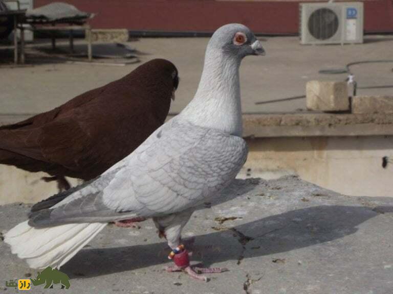 کبوتر کاراکان
