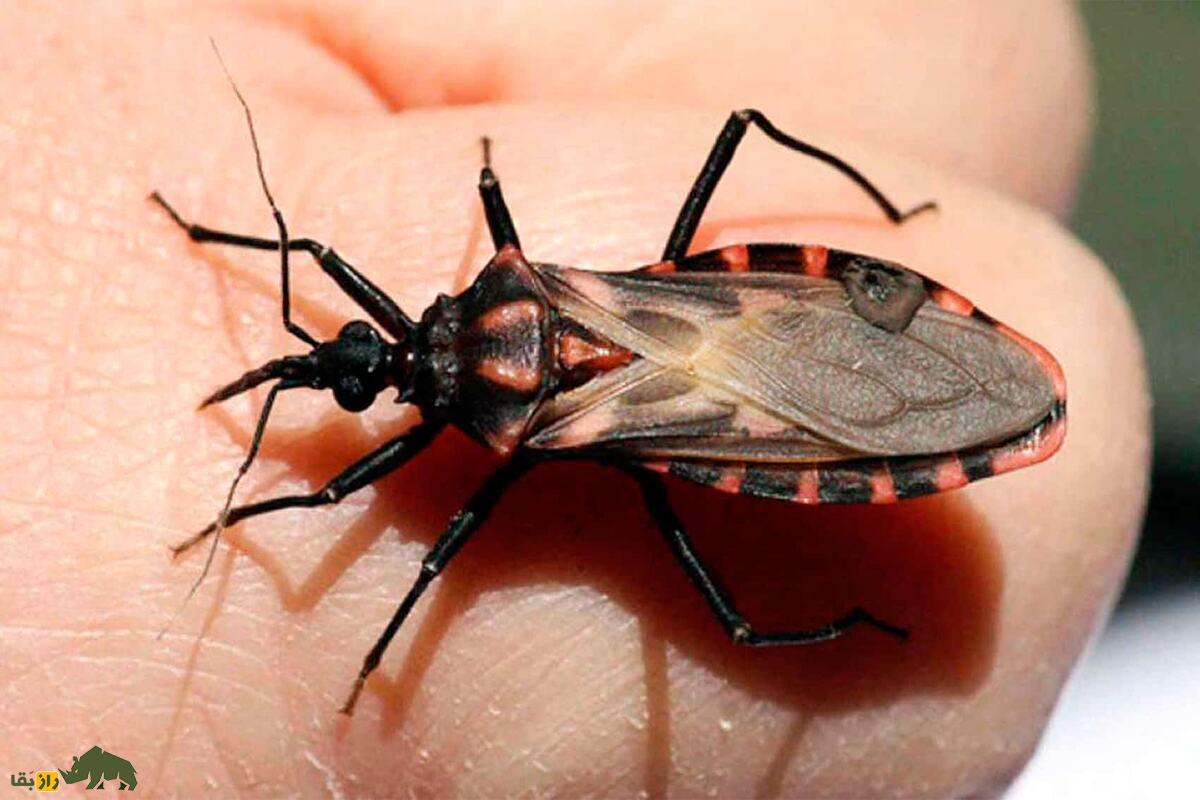 ساس‌های آدم‌خوار؛ ساس‌های بوسه‌زن موجوداتی کوچک و خون‌خوار که شب‌ها به انسان‌ حمله می‌کنند