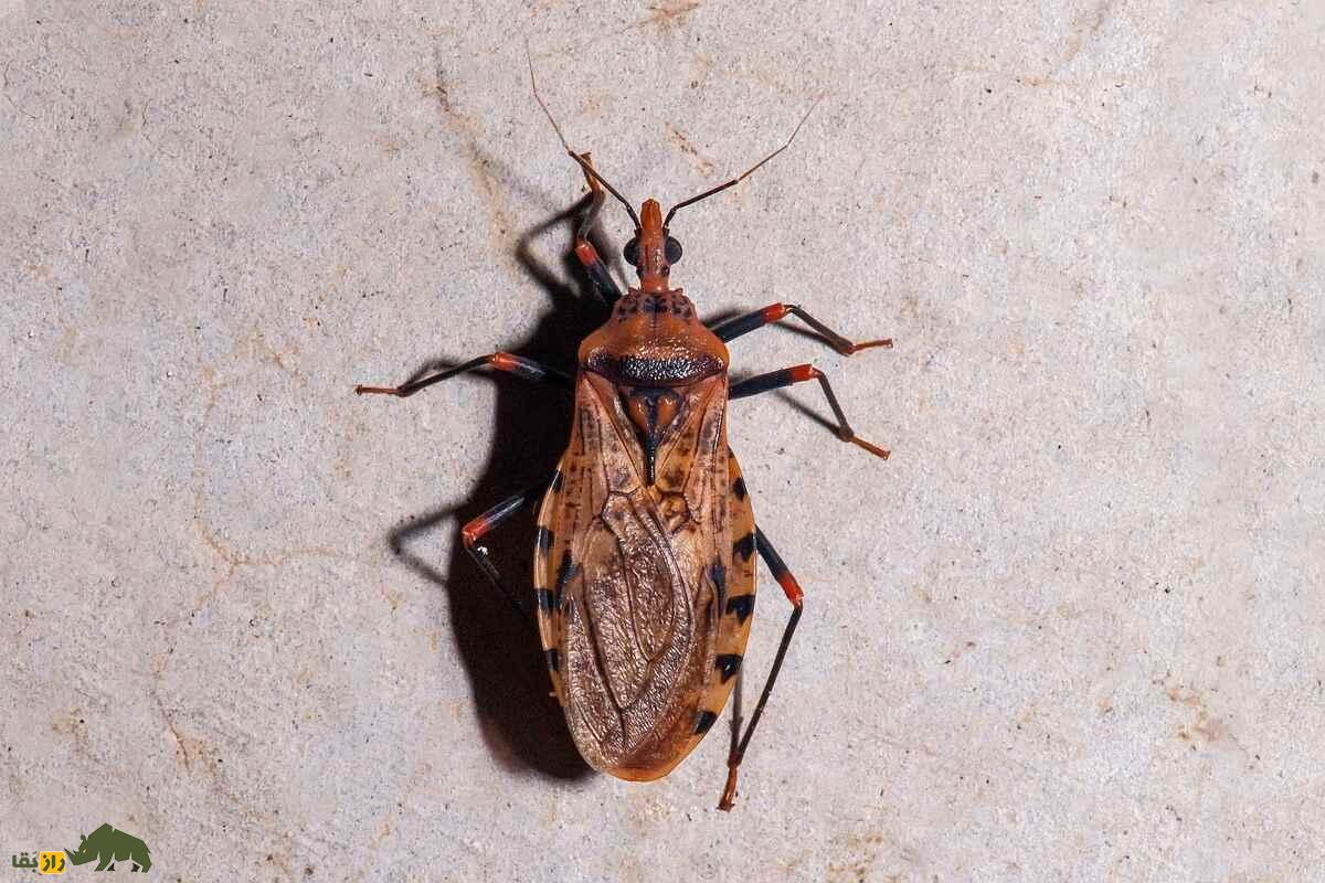 ساس‌های آدم‌کش؛ دشمنان خون‌خوار که در تاریکی شب به انسان‌ها حمله می‌کنند